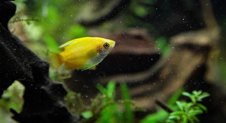 Gourami au miel au coucher du soleil