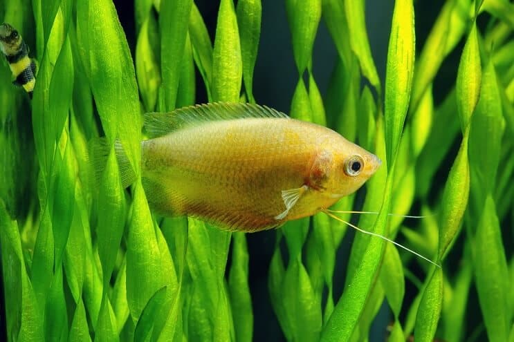 Soin gourami au miel