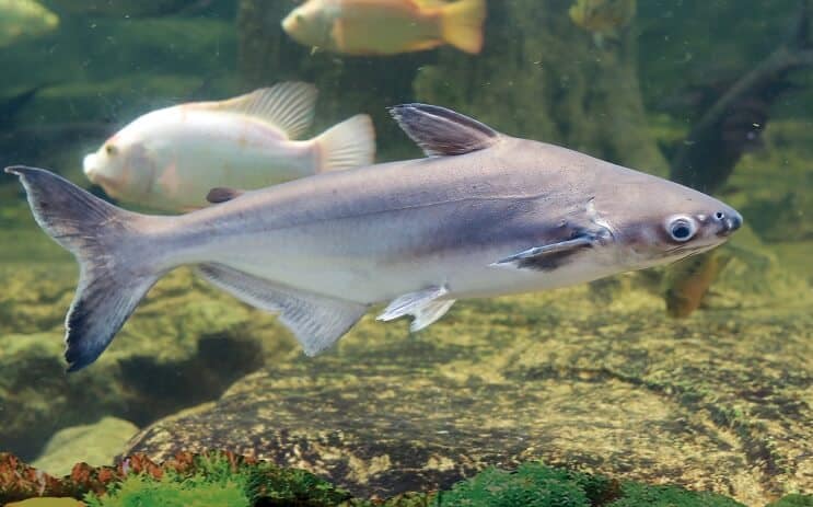 Requin irisé