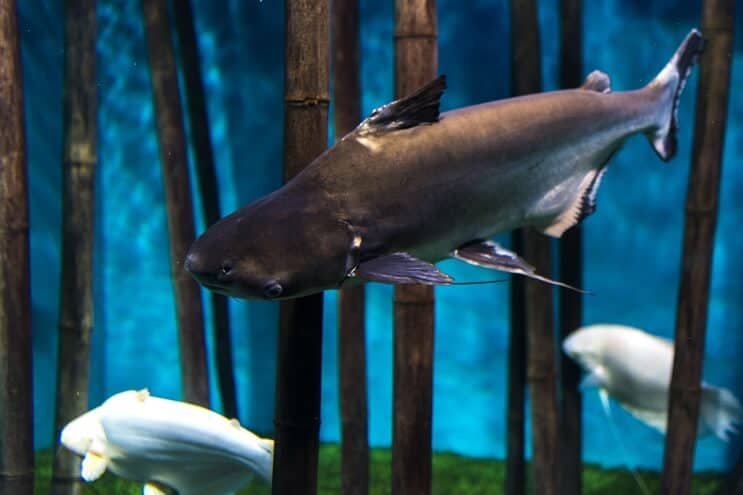 Hypophtalmie de Pangasianodon