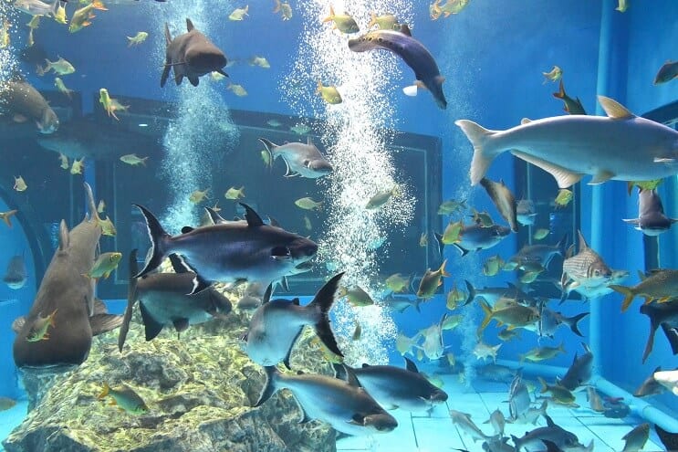 Compagnons de réservoir pour requin irisé