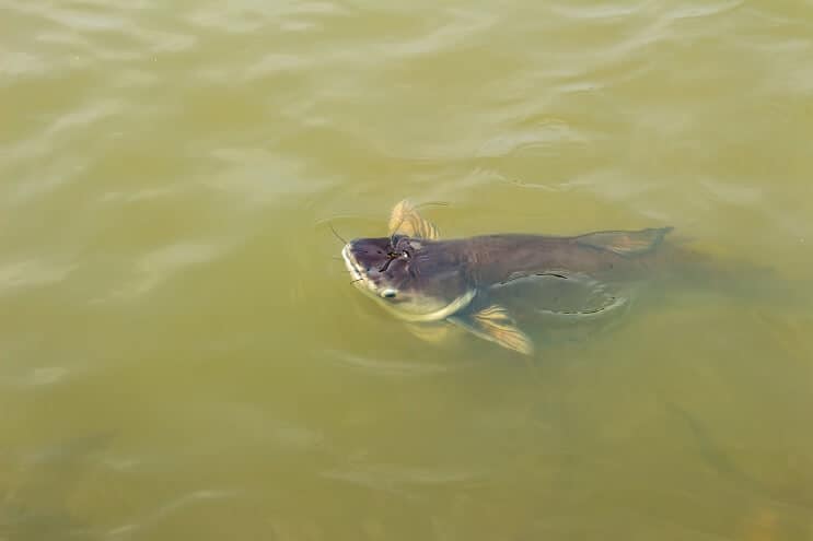 Requin irisé dans la nature