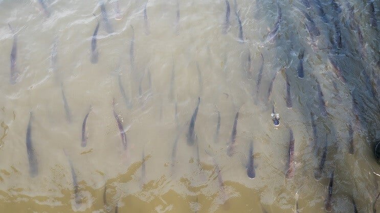 Requin irisé en migration