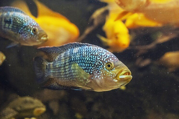 L'apparence du poisson Jack Dempsey