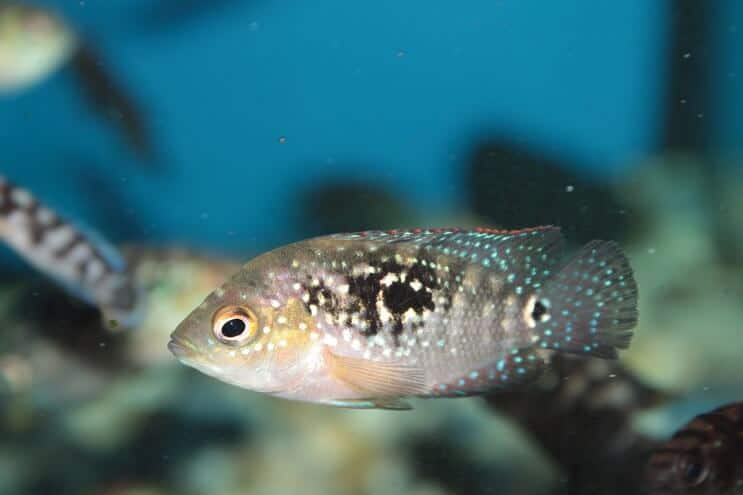 Poisson juvénile Jack Dempsey