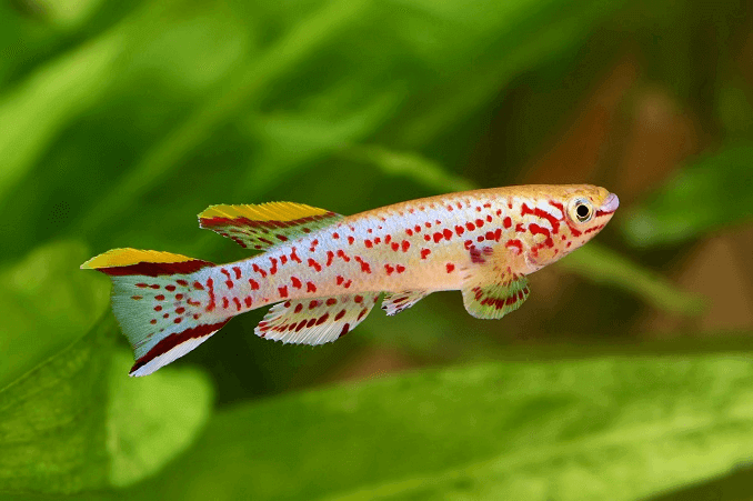 Le lyretail bleu Killifish