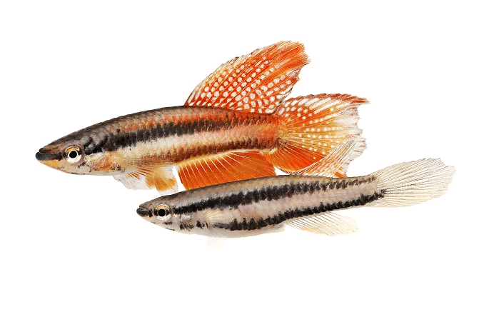 Paire de Killifish rouge de Lagos