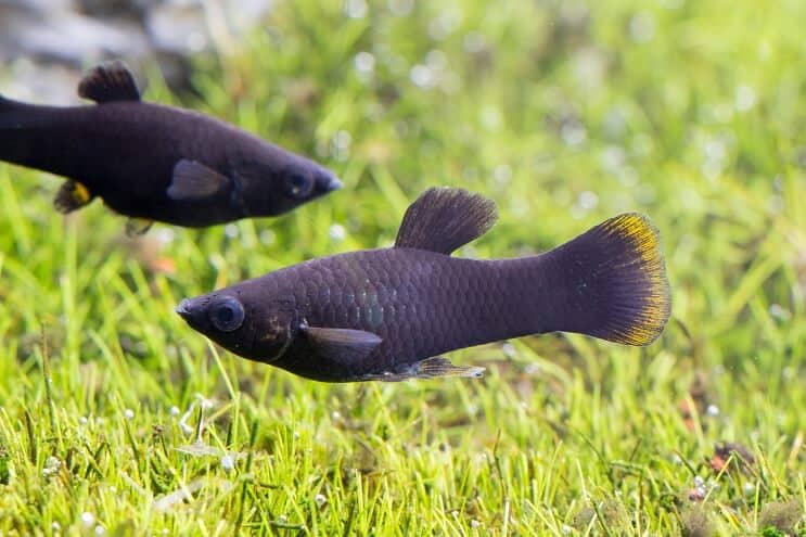 Poisson noir Molly