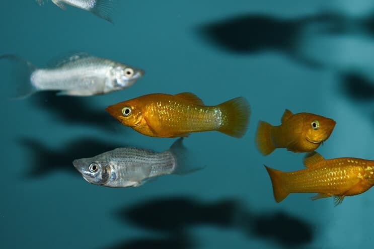Poisson Molly