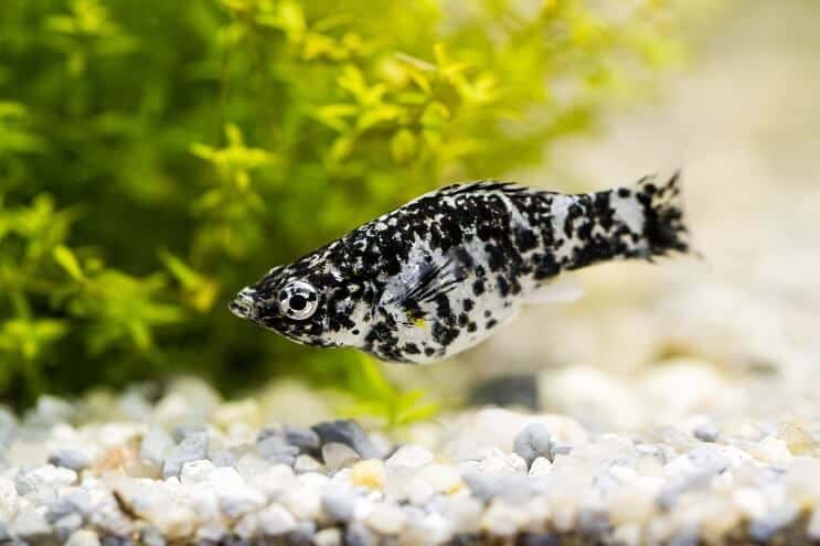 Poisson molly de Dalmatie