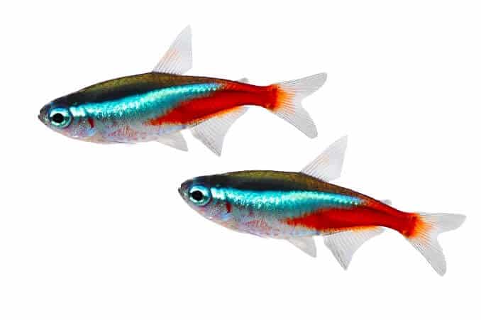 Néon Tetra