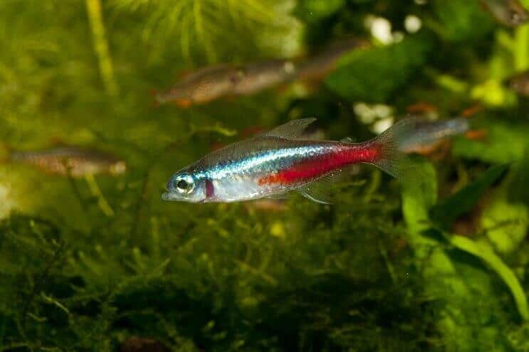 Néon Tetra