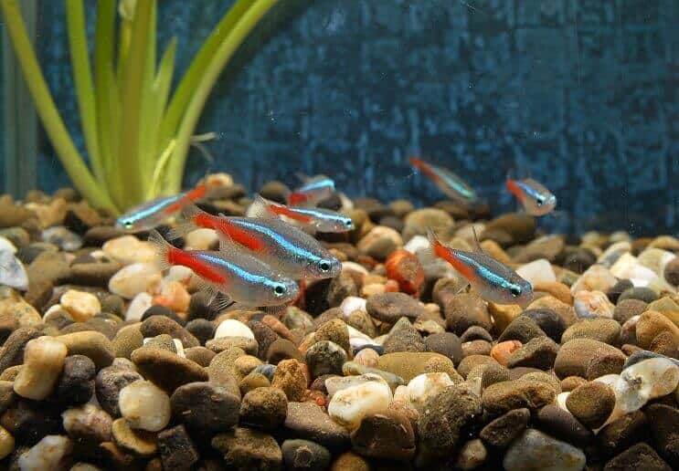 Néon Tetras