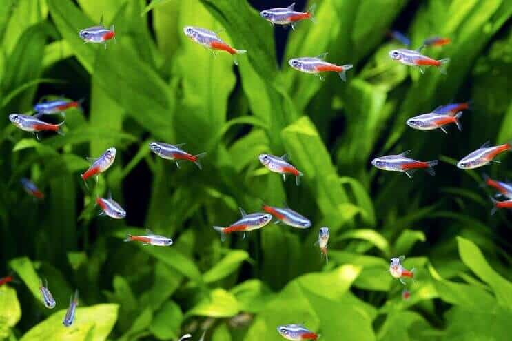 Néon Tetra Shoal