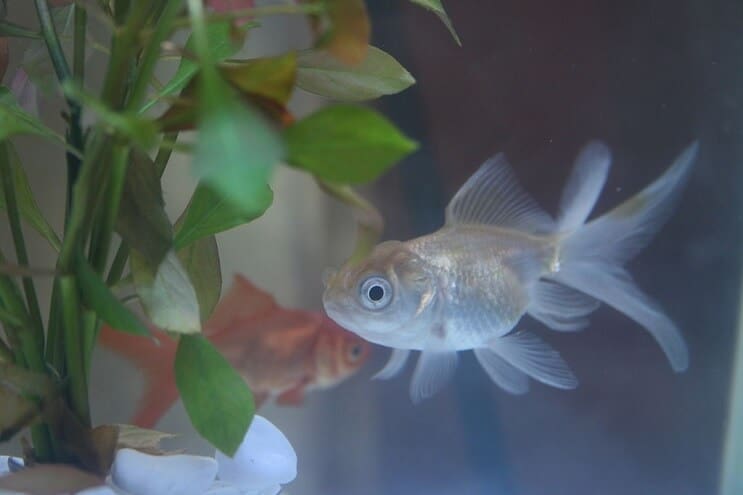 Poisson rouge Oranda bleu