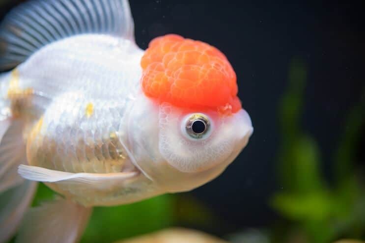 Casquette rouge Oranda Goldfish