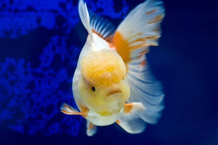 Oranda Goldfish Nage