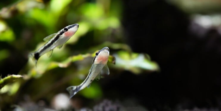 Otocinclus Natation