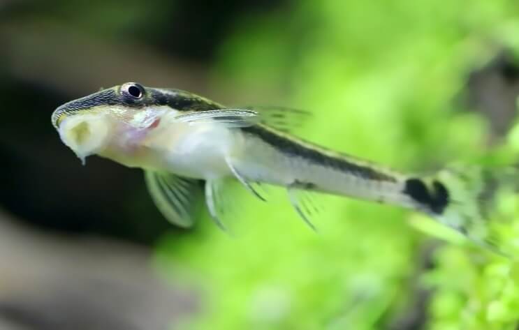 Otocinclus coincé sur le réservoir