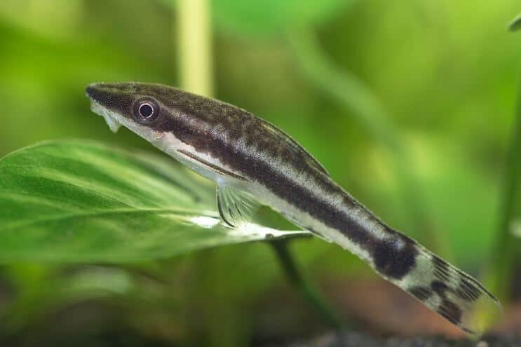 Soins Otocinclus