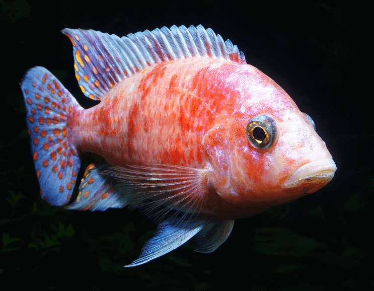 Cichlidé du Malawi africain