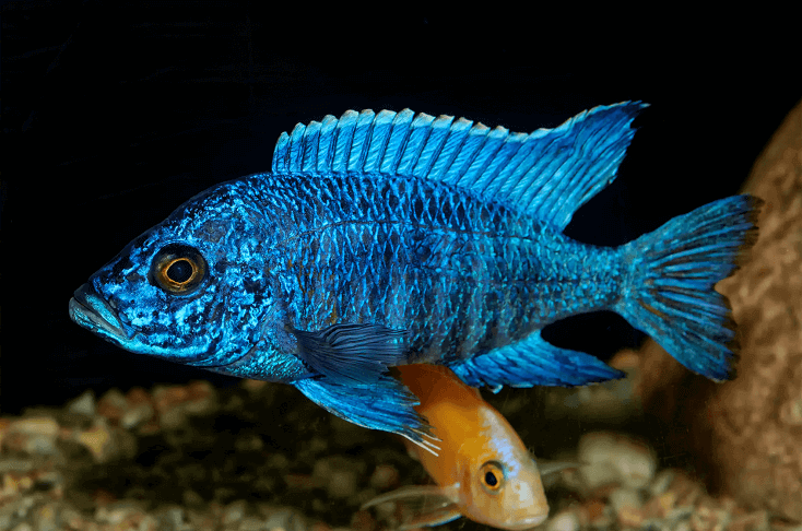 Poisson Aulonocara