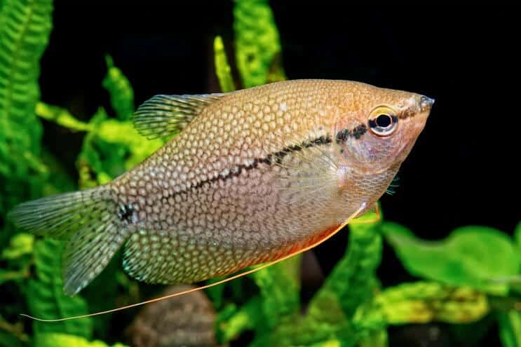 Gourami aux perles