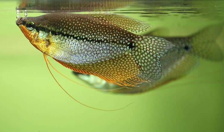 Apparence du gourami perlé