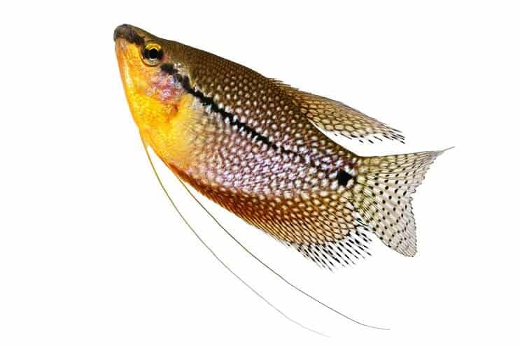 Gourami aux perles de près