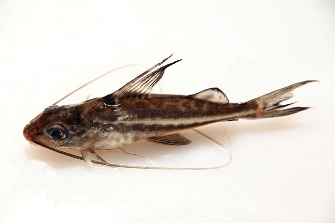 Poisson-chat Pictus