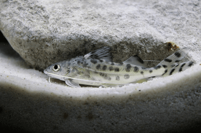 Poisson-chat Pictus Nage