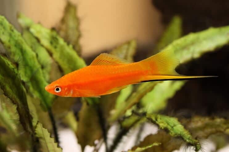 Poisson platy queue d'épée