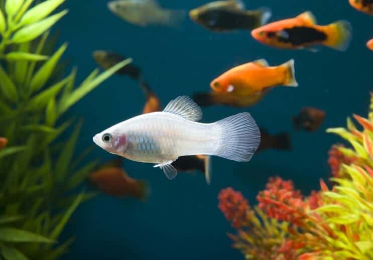 Poisson platy blanc