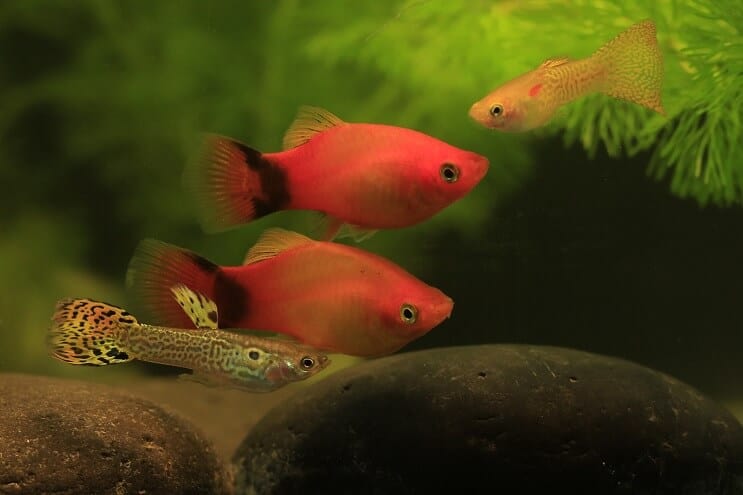Guppy et Platy