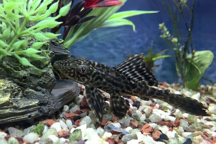Présentation de Plecostomus