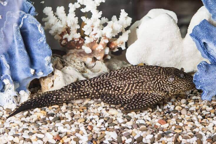 Pleco commun
