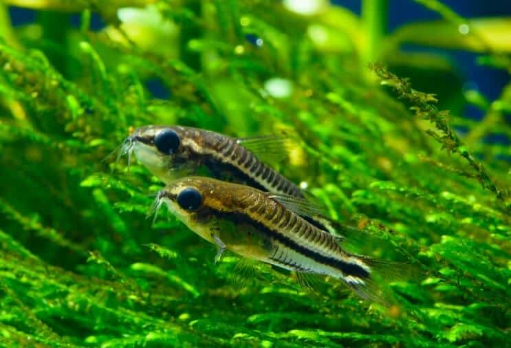 Présentation de Pygmy Cory