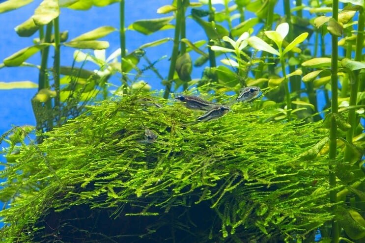 Habitat du cory pygmée