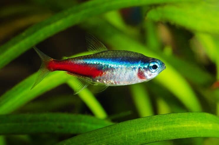Néon Tetra