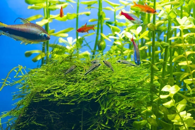 Compagnons de réservoir Pygmy Cory