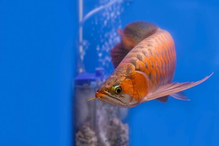 Apparence de l'arowana rouge