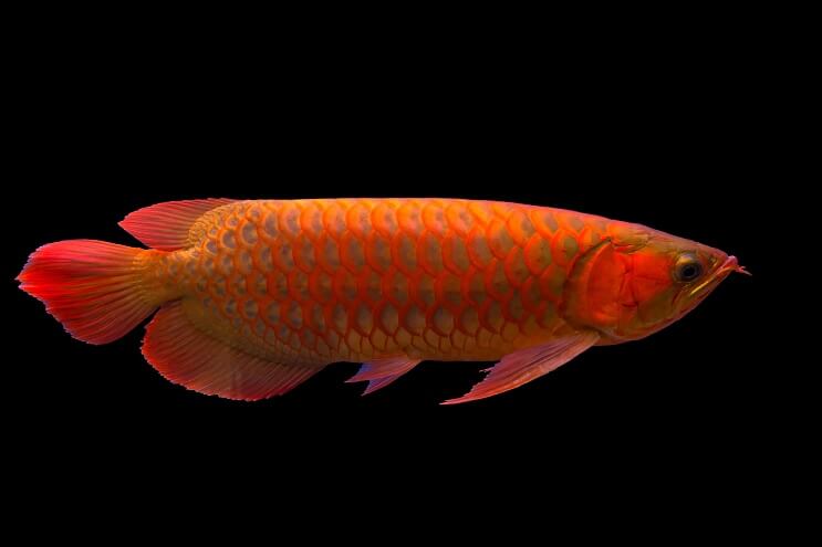 Présentation de Red Arowana