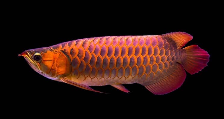 Régime Arowana Rouge
