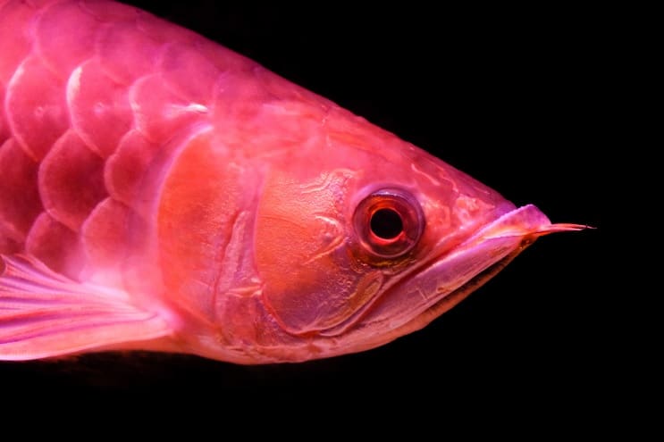 Soin Arowana rouge