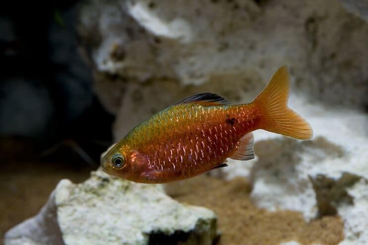 Présentation de Rosy Barb