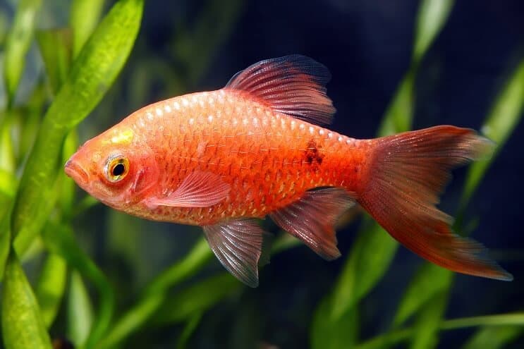 Apparence Rosy Barb