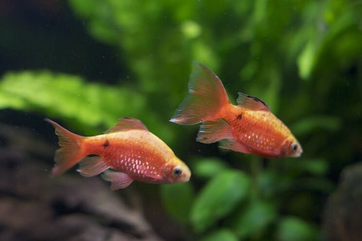 Compagnons de réservoir Rosy Barb