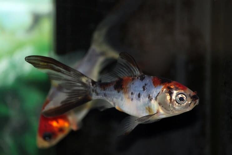 Poisson rouge Shubunkin