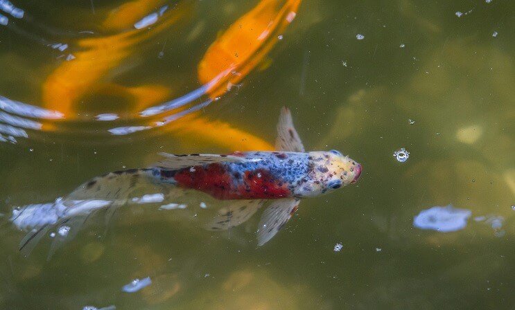 Poisson rouge Shubunkin dans un étang