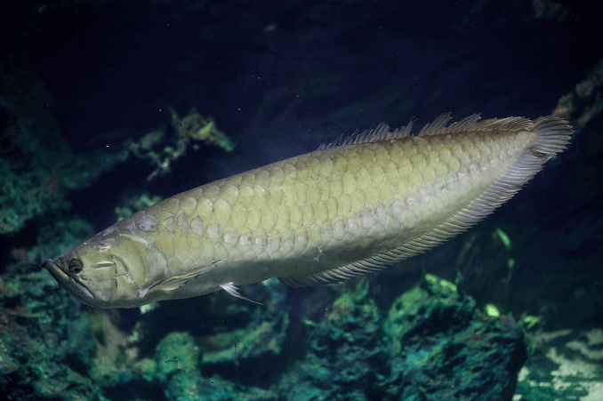 Apparence d'Arowana argentée